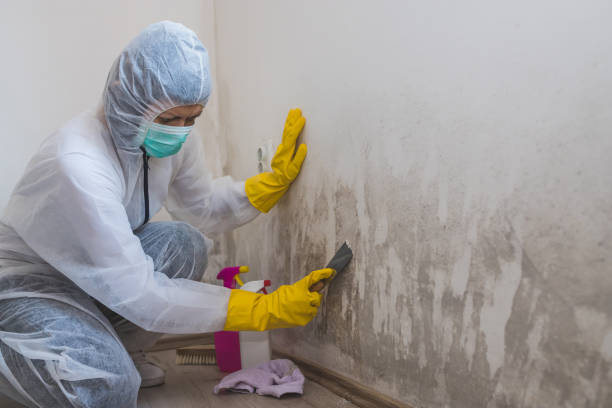 Best Water Damage & Mold Remediation  in Edinburg, VA