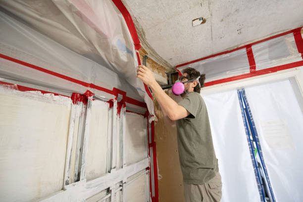 Professional Mold Removal in Edinburg, VA